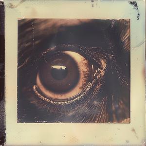 polaroid  photo  dog  eye  vintage  memory  emotion  image  surreal  fear 1074118