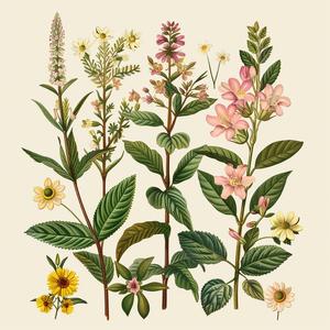 wildflowers  plants  foliage  illustration  vintage  pink  green  historical  art  nature 1040679