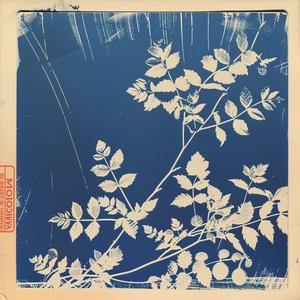 nature  photography  blue  white  leaves  branch  botanical  flora  minimalism  light 1066072