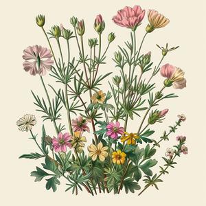 plant  illustration  flowers  foliage  vintage  artwork  historical  pink  green  botanical 1040716