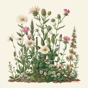illustration  wildflowers  vintage  botanical  marguerite  pink  green  historical  artistic  layered 1040683