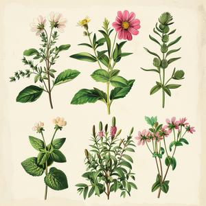 herbs  flowers  vintage  illustration  art  nature  botanical  pink  green  historical 1040672