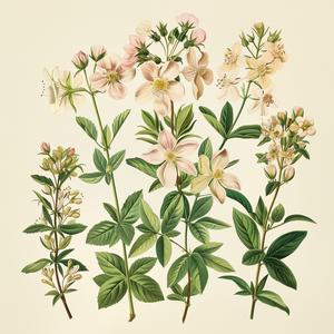 botanical  illustration  flowers  vintage  leaves  nature  artistic  pink  green  embellished 1040724