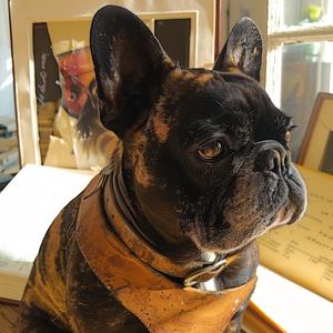 كلب بولدوغ فرنسي، طوق جلدي، حيوان أليف جالس، رسم توضيحي للكلاب رقم 1037267