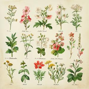print  flowers  botanical  vintage  artistic  old  nature  wildflowers  marguerite  illustration 1040681