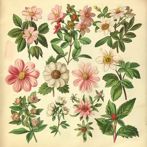 book  flowers  leaves  vintage  illustration  artwork  historical  nature  botanical  design 1040712