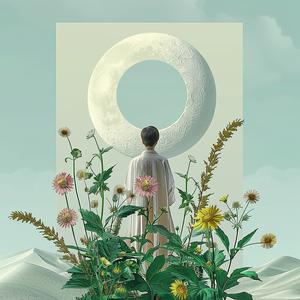 photography  flowers  moon  field  man  night  landscape  magical  atmosphere  standing 1040597